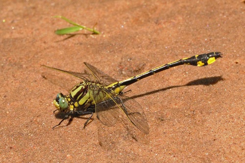 Male
20 June 2014, WI